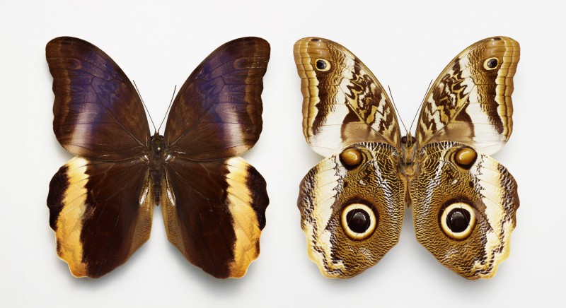 national geographic, moths & butterflies