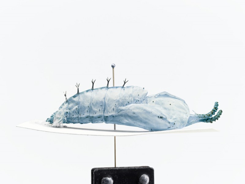 national geographic, moths & butterflies 