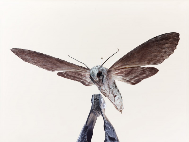 national geographic, moths & butterflies 