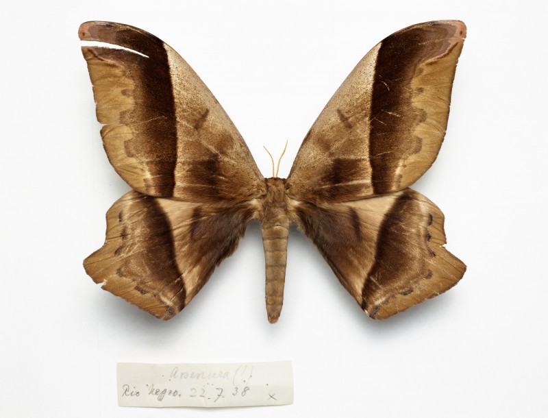 national geographic, moths & butterflies 