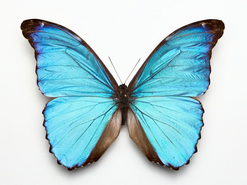 national geographic, moths & butterflies 