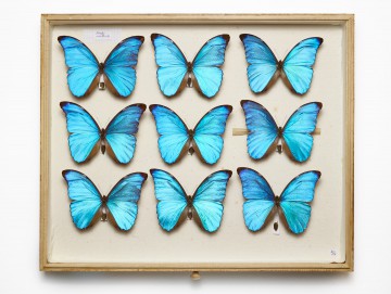 national geographic, moths & butterflies