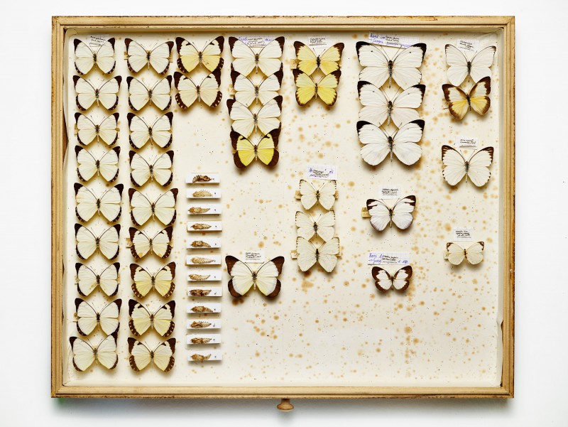 national geographic, moths & butterflies 